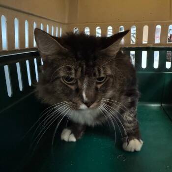 Bruce Lee -  Domestic Medium Hair Cat for Adoption in Columbus, Georgia - Bruce Lee | PetCurious