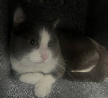 Rescue Domestic Short Hair Cats for Adoption in New York, New York - Spicy | PetCurious