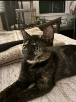 Nicolette N. - Little Tortie -  Domestic Short Hair Cat for Adoption in New York, New York - Nicolette N. - Little Tortie | PetCurious