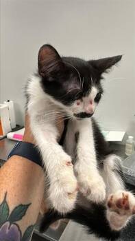HANDLEBAR -  Domestic Short Hair Cat for Adoption in Corpus Christi, Texas - HANDLEBAR | PetCurious