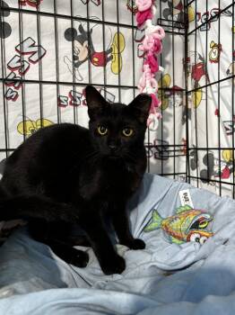 Froggy -  Domestic Short Hair Cat for Adoption - Froggy | PetCurious