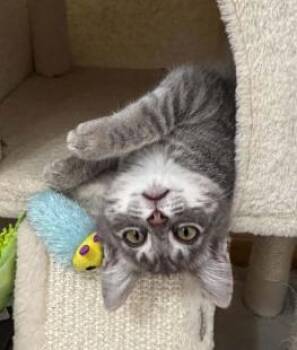 Watson -  Domestic Short Hair Cat for Adoption in Battle Creek, Michigan - Watson | PetCurious