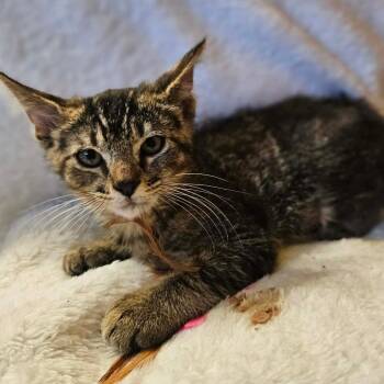 Cosmo -  Domestic Short Hair Cat for Adoption in Fresno, California - Cosmo | PetCurious