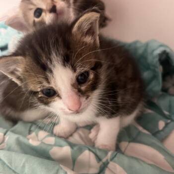 Meowbappe -  Domestic Short Hair Cat for Adoption in Valdosta, Georgia - Meowbappe | PetCurious