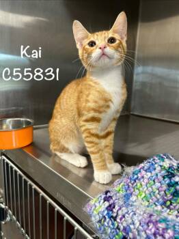 Kai -  Domestic Medium Hair Cat for Adoption in Clarksville, Tennessee - Kai | PetCurious