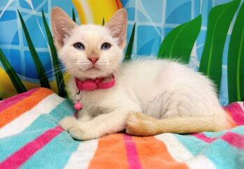 Prism -  Domestic Short Hair Cat for Adoption in Bryant, Arkansas - Prism | PetCurious