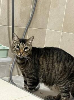 Remi -  Domestic Short Hair Cat for Adoption in Stratham, New Hampshire - Remi | PetCurious
