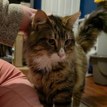 Domestic Medium Hair Cats Available for Adoption - Warscribe | PetCurious