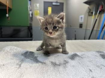 Spark -  Domestic Short Hair Cat for Adoption in Kansas City, Missouri - Spark | PetCurious