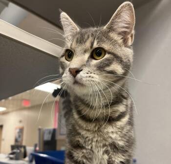 Domestic Short Hair Cats Available for Adoption - Hero | PetCurious