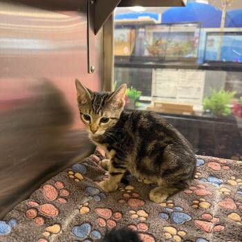 Leela -  Domestic Short Hair Cat for Adoption in Hemet, California - Leela | PetCurious