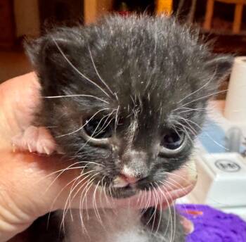 Domestic Short Hair Cats Available for Adoption in Leonardtown, Maryland - Miles | PetCurious