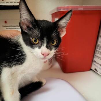 Mickey -  Domestic Short Hair Cat for Adoption in Belfair, Washington - Mickey | PetCurious