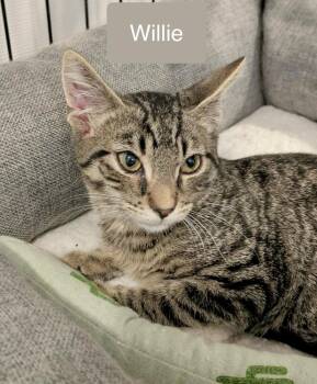 Willie -  Domestic Short Hair Cat for Adoption in Chalfont, Pennsylvania - Willie | PetCurious