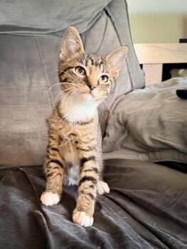KIWI -  Domestic Short Hair Cat for Adoption in Philadelphia, Pennsylvania - KIWI | PetCurious