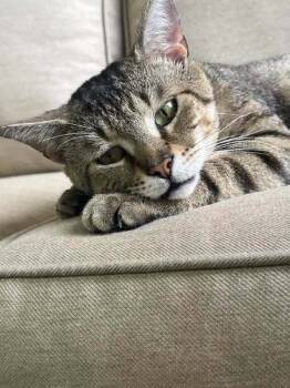 Rescue Domestic Short Hair Cats for Adoption in Wilmington, North Carolina - Sir Jasper | PetCurious