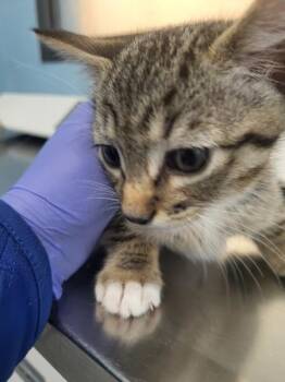 Domestic Short Hair Cats Available for Adoption in Lawrenceville, Georgia - Kd-5 | PetCurious