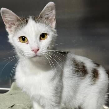 ALLIE -  Domestic Short Hair Cat for Adoption in Gresham, Wisconsin - ALLIE | PetCurious