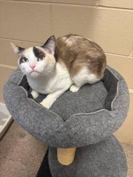 Harmony -  Calico Cat for Adoption in Ivins, Utah - Harmony | PetCurious