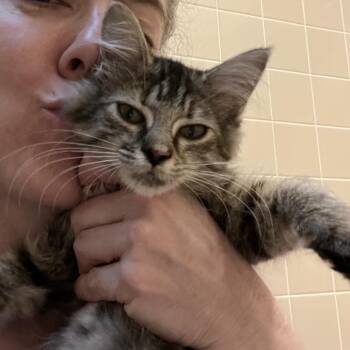 Princess Honey Sweetie -  Domestic Medium Hair Cat for Adoption in Durham, North Carolina - Princess Honey Sweetie | PetCurious