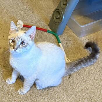 Latte -  Siamese Cat for Adoption in Trophy Club, Texas - Latte | PetCurious