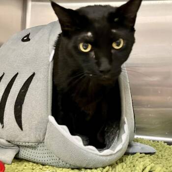 Bradley -  Domestic Short Hair Cat for Adoption in Port Charlotte, Florida - Bradley | PetCurious