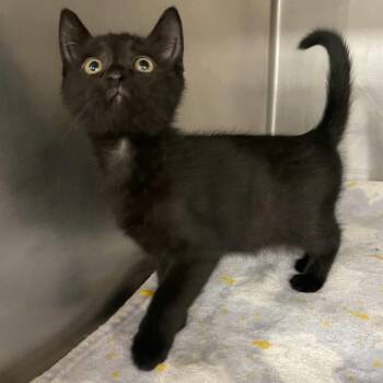 Dakota -  Domestic Short Hair Cat for Adoption in Beaumont, Texas - Dakota | PetCurious