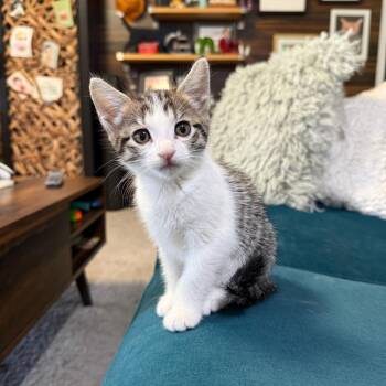 Domestic Short Hair Cats Available for Adoption in Los Angeles, California - Maggie | PetCurious