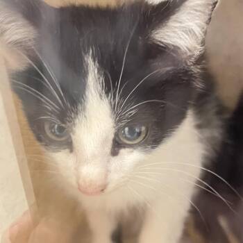 ally -  Domestic Short Hair Cat for Adoption in Philadelphia, Pennsylvania - Ally | PetCurious