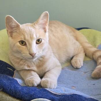 London -  Domestic Short Hair Cat for Adoption in Guelph, Ontario - London | PetCurious