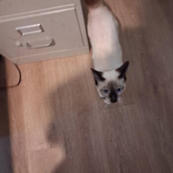Ambrosia -  Siamese Cat for Adoption in Raeford, North Carolina - Ambrosia | PetCurious