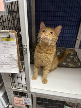 Hollis -  Domestic Short Hair Cat for Adoption in West Mifflin, Pennsylvania - Hollis | PetCurious
