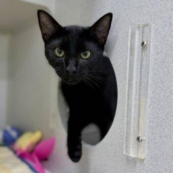 MJ -  Domestic Short Hair Cat for Adoption in Atlanta, Georgia - MJ | PetCurious