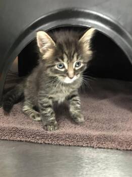 SIMON -  Domestic Short Hair Cat for Adoption in Dallas, Texas - SIMON | PetCurious