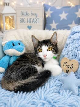 Oak -  Domestic Medium Hair Cat for Adoption in Tavares, Florida - Oak | PetCurious