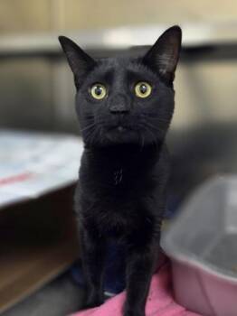 Fredrickson -  Domestic Short Hair Cat for Adoption in Westland, Michigan - Fredrickson | PetCurious