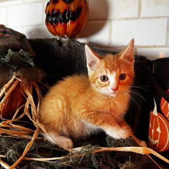 Cranberry Kelli -  Domestic Short Hair Cat for Adoption in Belleville, Illinois - Cranberry Kelli | PetCurious
