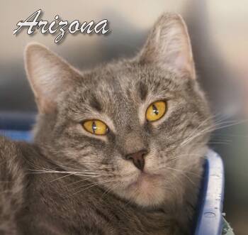 Rescue Domestic Short Hair Cats for Adoption in Middle Township, New Jersey - Arizona | PetCurious