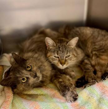 Cinnabon -  Domestic Medium Hair Cat for Adoption in Thayne, Wyoming - Cinnabon | PetCurious