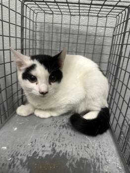 ENTERPRISE -  Domestic Short Hair Cat for Adoption in Las Vegas, Nevada - ENTERPRISE | PetCurious