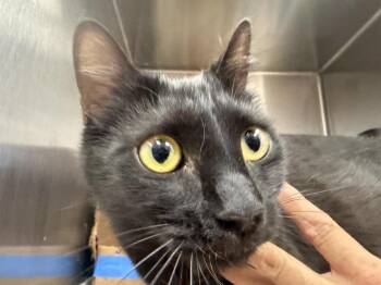 Hera Olympus -  Domestic Short Hair Cat for Adoption in Chandler, Arizona - Hera Olympus | PetCurious