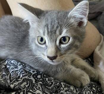 Domestic Short Hair Cats Available for Adoption in Oviedo, Florida - Sienna | PetCurious