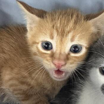 Ray -  Domestic Short Hair Cat for Adoption in Starkville, Mississippi - Ray | PetCurious