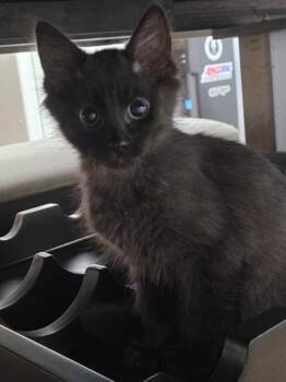 Nito -  Domestic Medium Hair Cat for Adoption in Liverpool, Texas - Nito | PetCurious