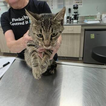 Dutch Oven -  Domestic Short Hair Cat for Adoption in Chattanooga, Tennessee - Dutch Oven | PetCurious