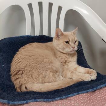 Rescue Domestic Short Hair Cats for Adoption in Williamsport, Pennsylvania - Audrey | PetCurious