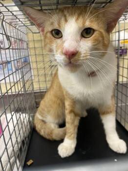 OZZY -  Domestic Short Hair Cat for Adoption in Fort Myers, Florida - OZZY | PetCurious