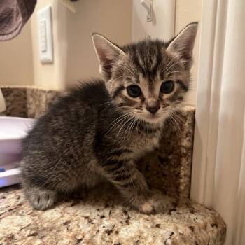Domestic Short Hair Cats Available for Adoption in Normal, Illinois - Terri | PetCurious