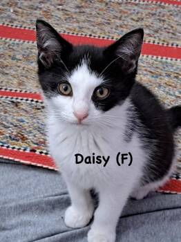 Daisy (Norristown Crew) -  Domestic Short Hair Cat for Adoption in Telford, Pennsylvania - Daisy (Norristown Crew) | PetCurious