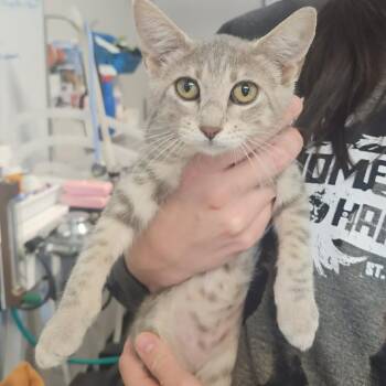 Pudding Cup (Pearl) -  Domestic Short Hair Cat for Adoption in Edwardsville, Illinois - Pudding Cup (Pearl) | PetCurious